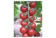 Арома F1 - томат индетерминантный, Yuksel Seed (Юксел Сид) Турция фото, цена